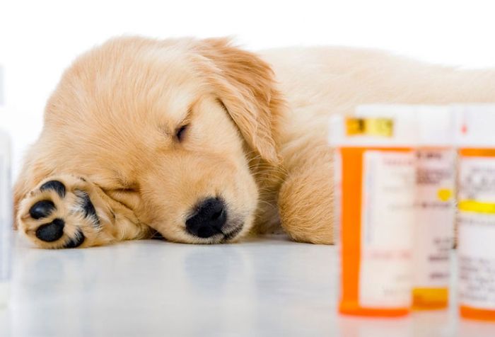 Vaccine pharmacies interpol shut governo regala allo sfascio siamo fool naturalhealth365 pharma