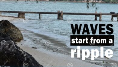 Etoys investigation has far reaching implications