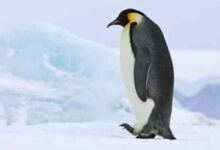 The year of the penguin