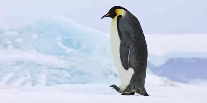 The year of the penguin