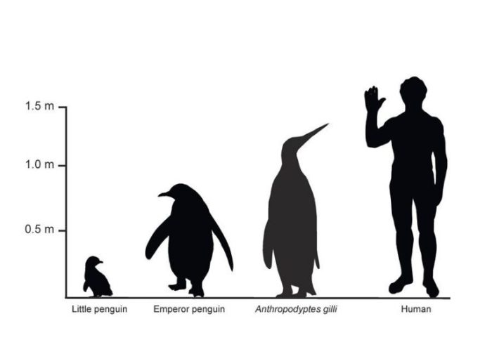 Penguin historic world day The year of the penguin